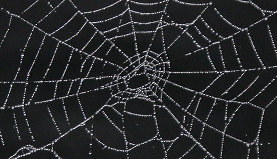 Web on black